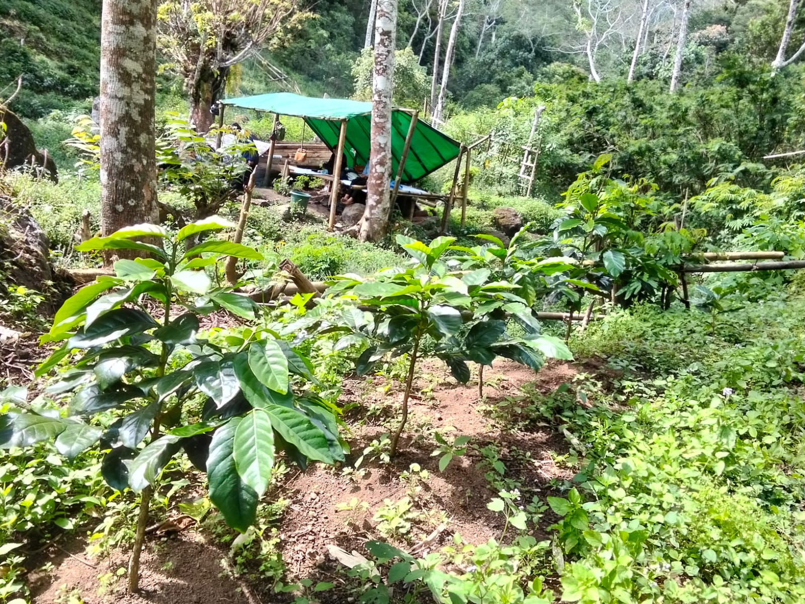 Kopi